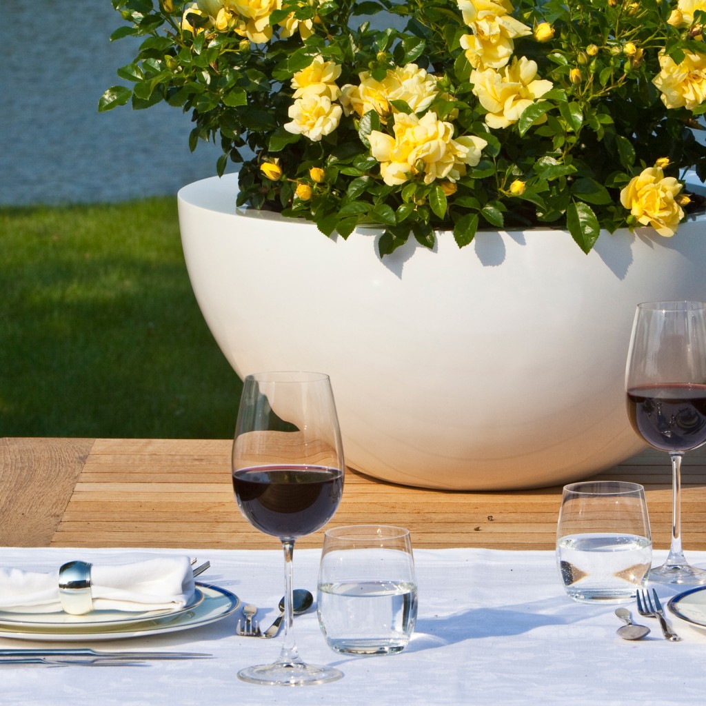 Flower Carpet rose Yellow