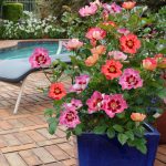 Sweet Spot Calypso rose