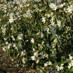 a hedge of Fairy Magnolia