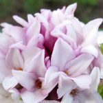 The Daphne Perfume princess plant