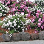 Roses and a garden bed