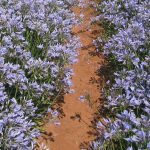 This Blue Storm Agapanthus plant