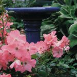 Gardening: good for the environment, your wellbeing and your outdoor area