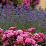 Gardening: good for the environment, your wellbeing and your outdoor area