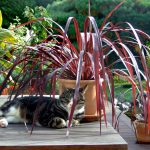 Gardening: good for the environment, your wellbeing and your outdoor area