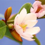 AnthonyTesselaar_ThinkBig_EDITED7