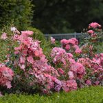 Easy-Care Flower Carpet Coral mixed with boxwood in a simple garden border.