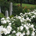Flower Carpet White in a carefree border.