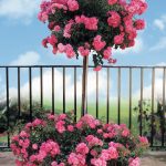 Gardening in spring: pot plants