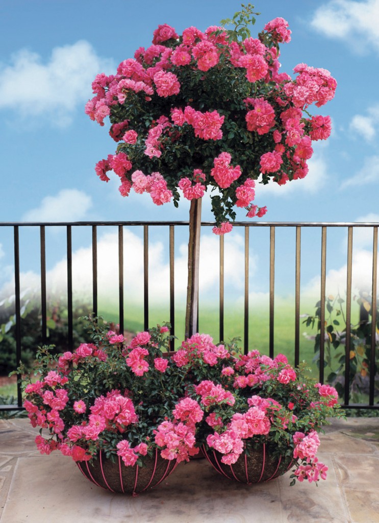 Tree rose with blue sky