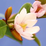 Fairy Magnolia BLUSH_9549_CMYK