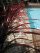 Red Fount_Pool