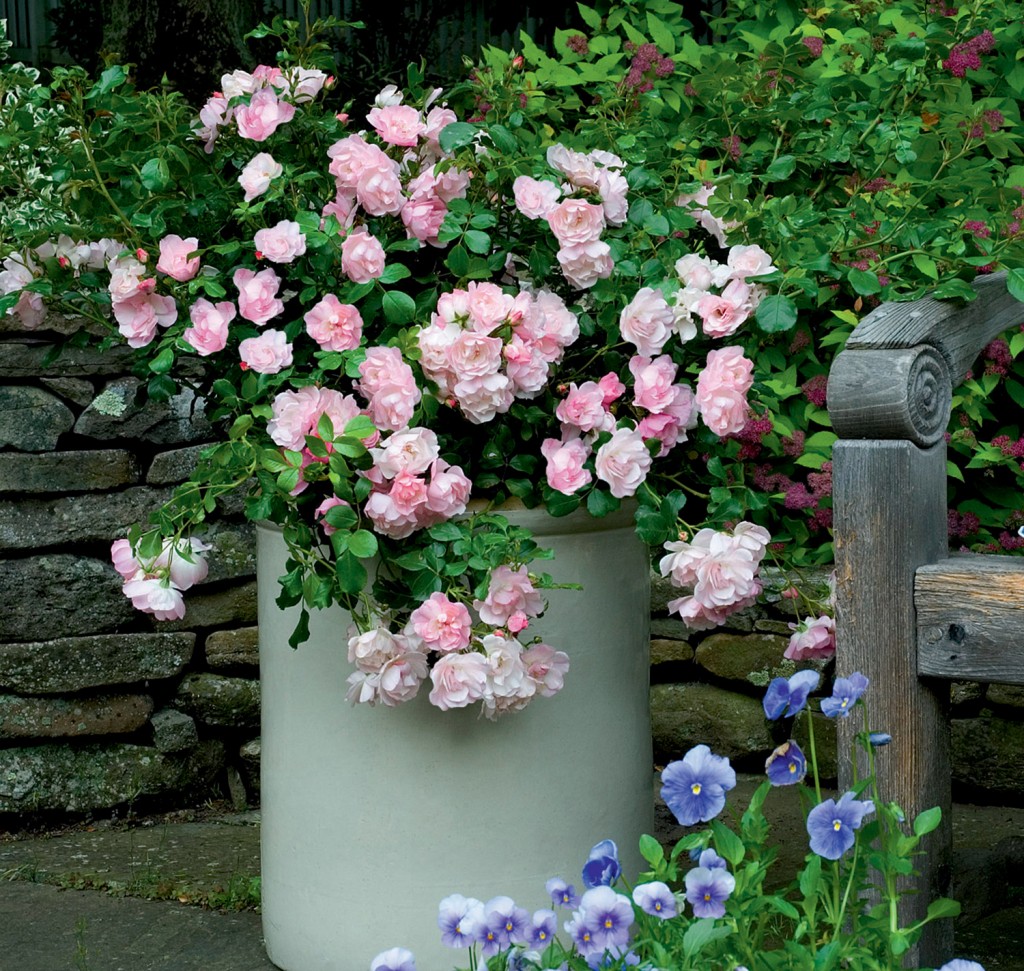 FCR Appleblossom.in white pot plus pansies