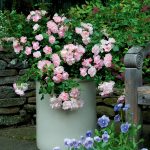 FCR Appleblossom.in white pot plus pansies