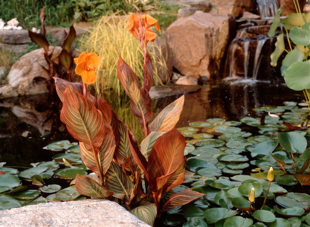 Cannas can be planted directly into a pond.