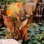 Cannas can be planted directly into a pond.