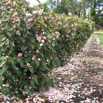 Fairy Magnolia Blush_7_CMYK (2)