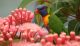 Garden-animals-Lorrikeet