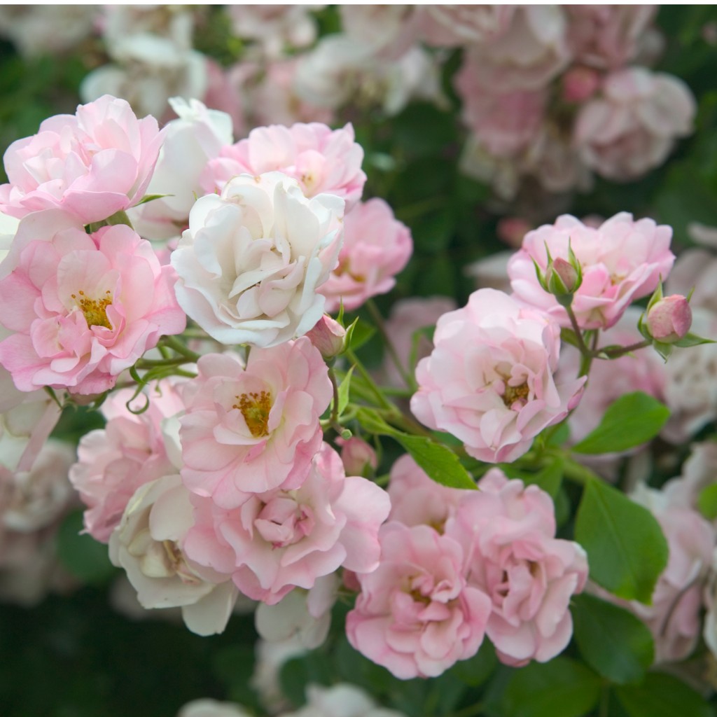 Flower Carpet Appleblossom HR