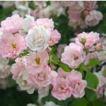 Flower Carpet Appleblossom HR