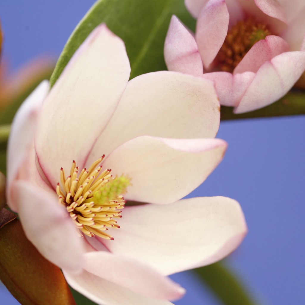 Fairy Magnolia Blush HR