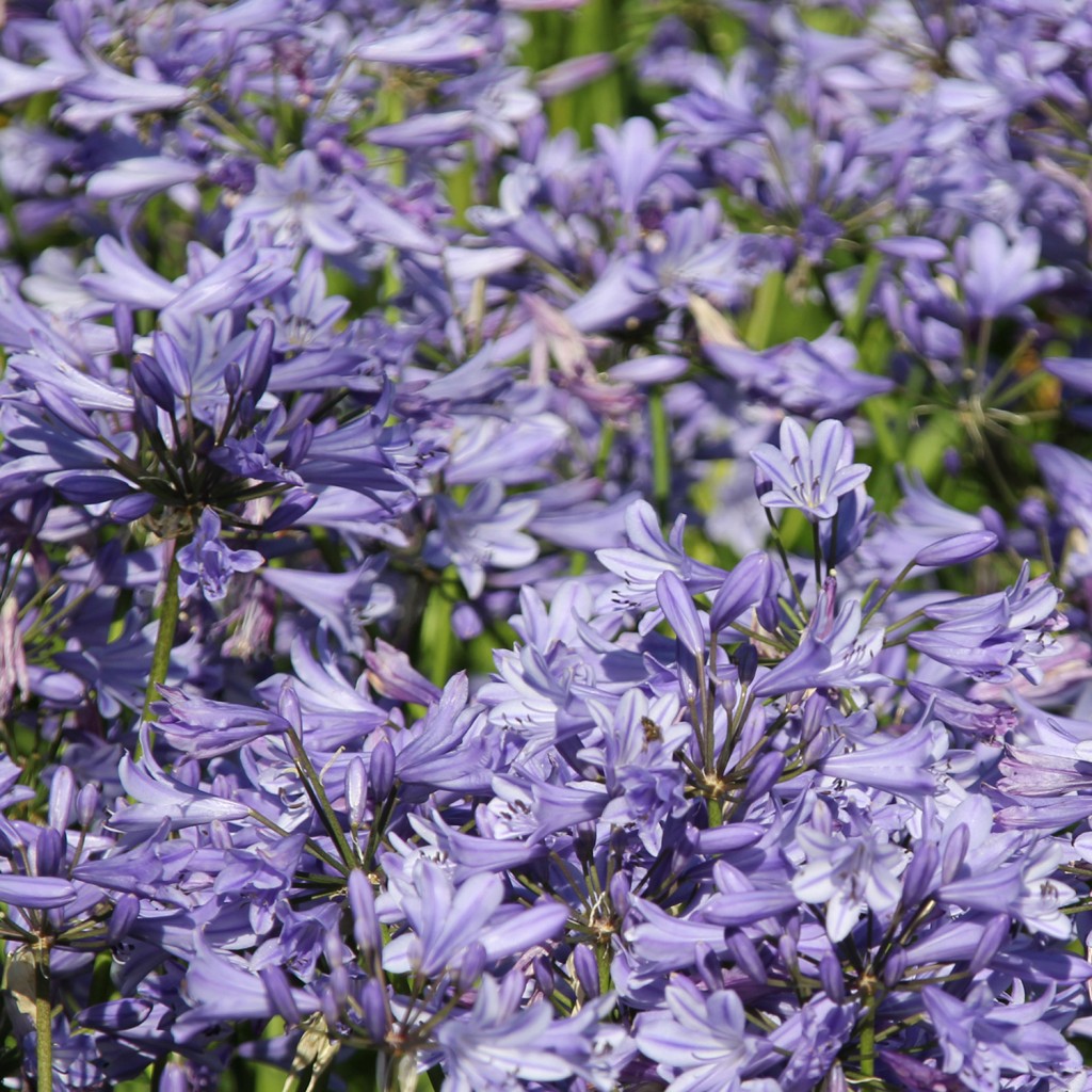 Blue Storm Agapanthus HR