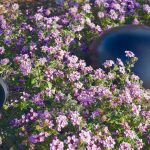 PSS024_Feature_ENTERTAINMENT MOVES OUTDOORS Sonarray_Cedia