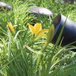 PSS024_Feature_ENTERTAINMENT MOVES OUTDOORS SLS yellow flowers