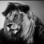 LaurentBaheux-LionInTheWind#2  CMYK