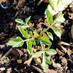 Self-sown cherry tomatoes are popping up