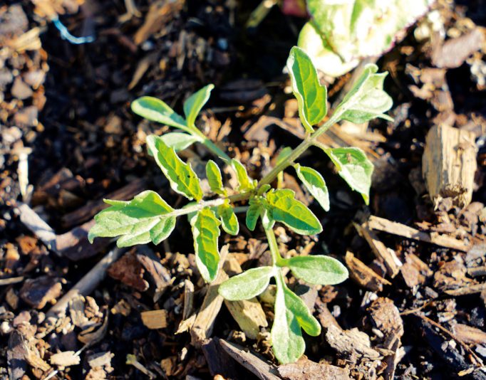 Self-sown cherry tomatoes are popping up