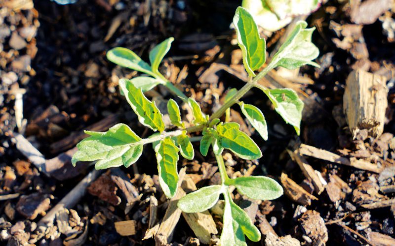 Self-sown cherry tomatoes are popping up