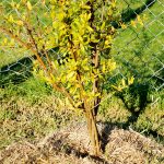 Renew the mulch around fruit trees