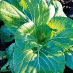 Plant Asian greens in more humid areas