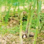 Asparagus shoots are appearing