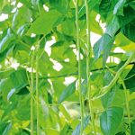 shutterstock_211303651