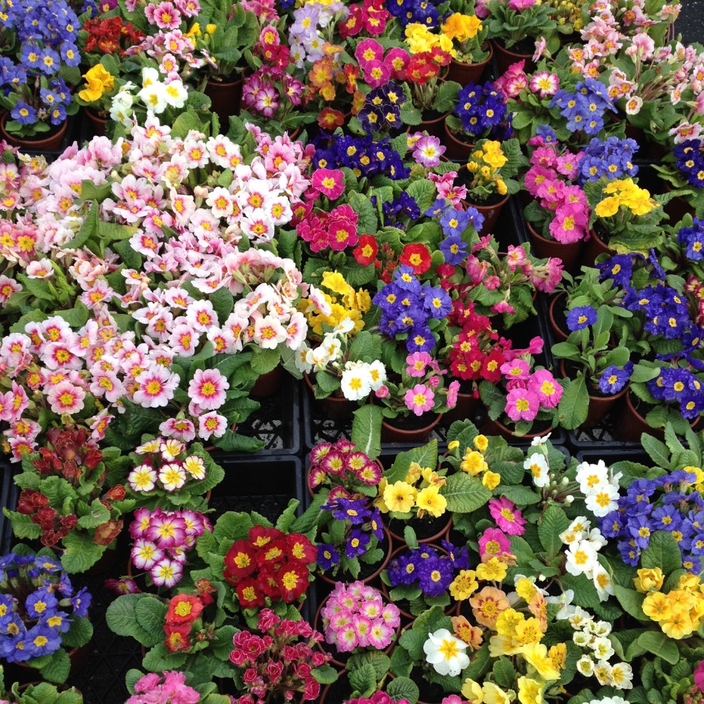 colourful plants in garden
