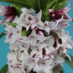 Perfume Princess daphne HR