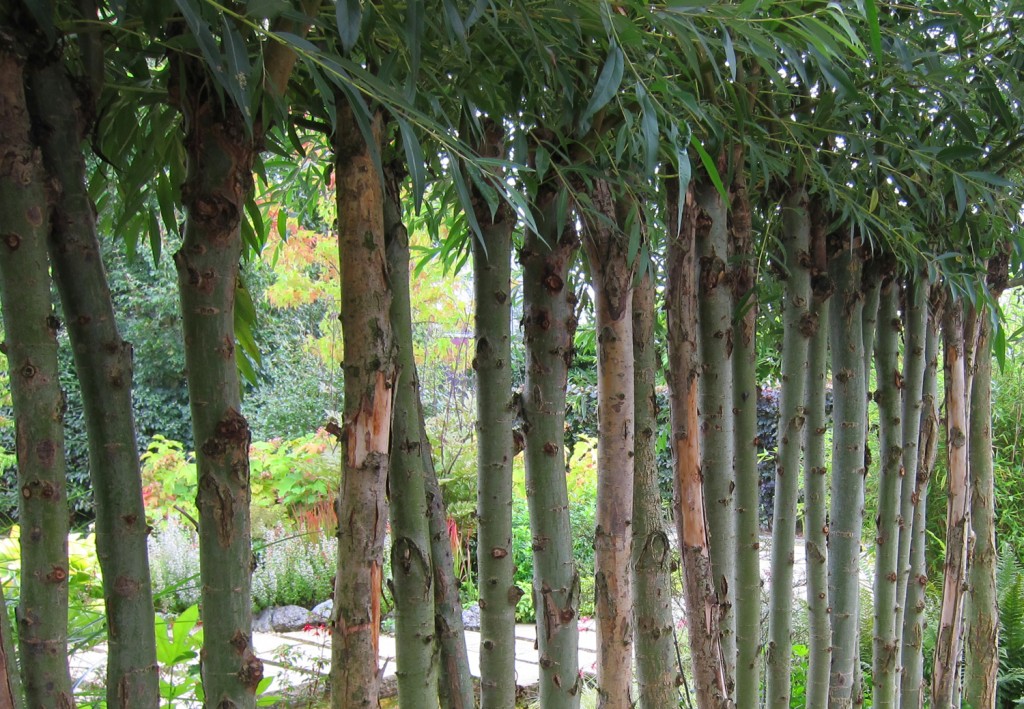 garden trees