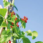 Train beans to grow on a tepee or trellis - canstockphoto9897406