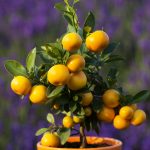 Repot plants into a slightly larger pot - canstockphoto18193115