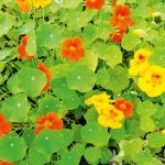 Nasturium makes a pretty living groundcover - canstockphoto9659062