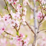 A bumper crop - only with good pollination - canstockphoto21149502