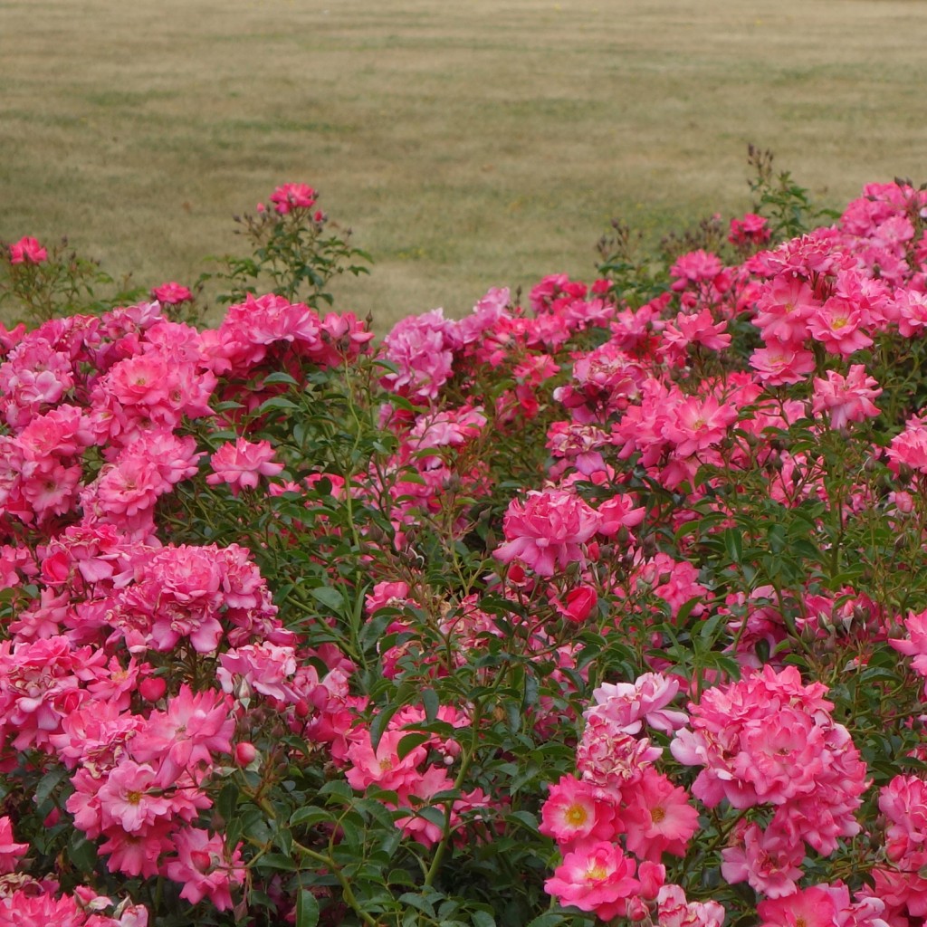 Take a look at this brutal comparison. This lawn isn’t dead yet, but it still shows why replacing it with lovely plants (these are Flower Carpet Pink Supreme roses) makes sense.