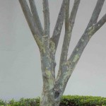 Trees, trees, trees: integrating into your outdoor design