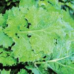 All Hail Kale: Good Organic Gardening - Easy to grow in the cooler months
