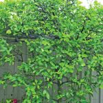 Small but mighty: an experimental garden