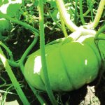 Back to nature: a commercial farm's change to sustainable