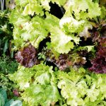 8 ways to make your garden more sustainable