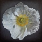 Portrait of White Poppy
Natasha Junmanee, AUD$1,000